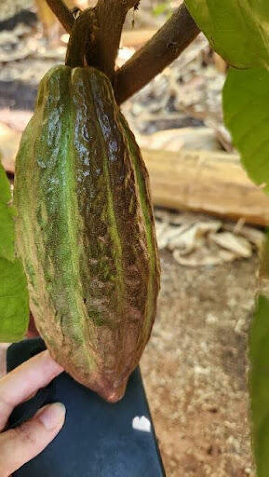 Imagem copia_385190592unnamed (1)